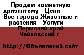 Продам комнатную хризантему › Цена ­ 250 - Все города Животные и растения » Услуги   . Пермский край,Чайковский г.